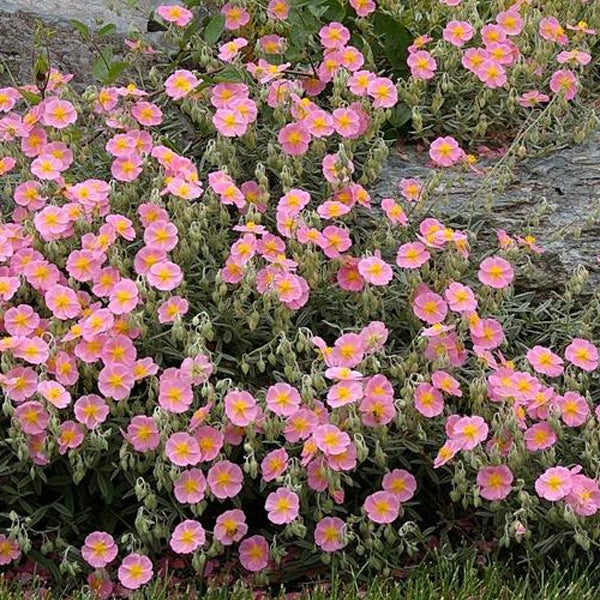 Bunte Zistrose mit rosa Blüten und gelben Akzenten.