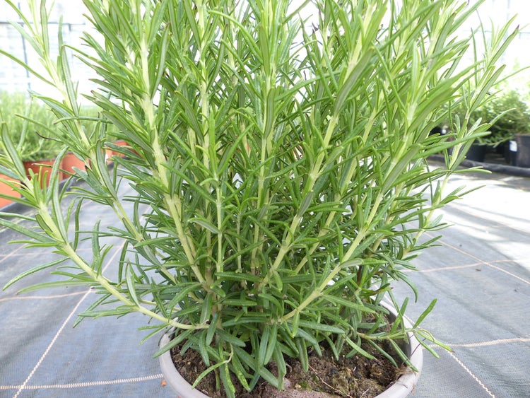 echter Rosmarin Officinalis 50 - 60 cm Höhe, XL Busch Ø 25-30 cm, stehend, winterhart Kräuter