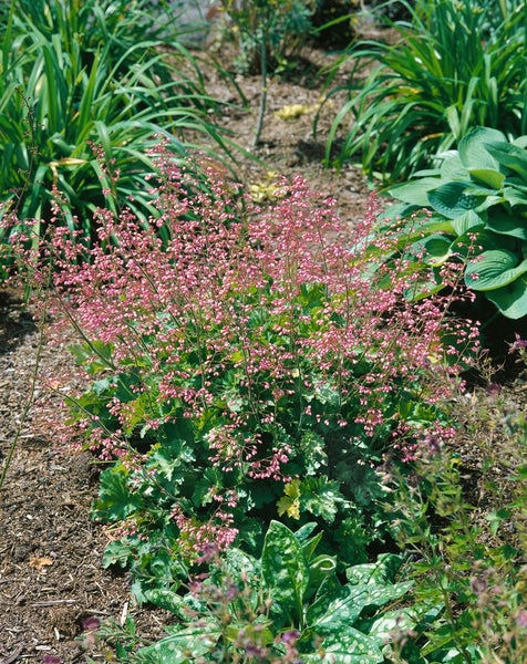 Heuchera micrantha 'Strawberry Swirl', Purpurglöckchen, rosa, ca. 11x11 cm Topf