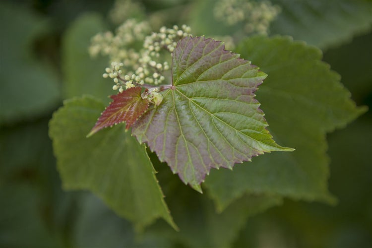 Nahaufnahme von Weinrebenblättern und Blütenstand