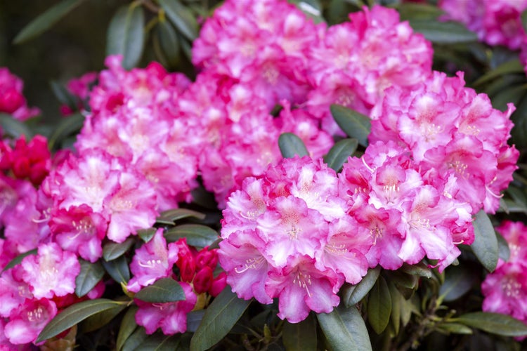 Nahaufnahme einer Rhododendronblüte