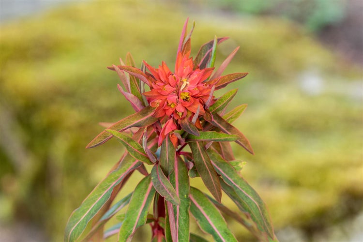 Euphorbia griffithii 'Fireglow', Wolfsmilch, orange-rot, ca. 11x11 cm Topf