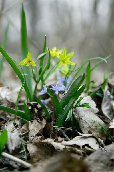 Scilla bifolia, Zweiblättriger Blaustern, blau, ca. 9x9 cm Topf