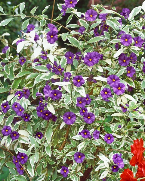 Solanum dulcamara, Bittersüßer Nachtschatten, ca. 11x11 cm Topf