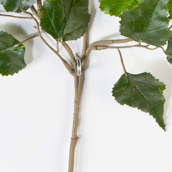 Grüne Pflanze mit kleinen ovalen Blättern und verzweigten Ästen.