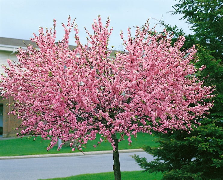 Prunus triloba 'CAC', Mandelbäumchen, rosa Blüten, 80 cm Stammhöhe