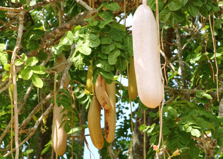 SAFLAX Geschenk Set - Leberwurstbaum - Kigelia pinnata var. africana - 10 Samen - Mit Geschenkbox, Versandaufkleber, Geschenkkarte und Anzuchtsubstrat