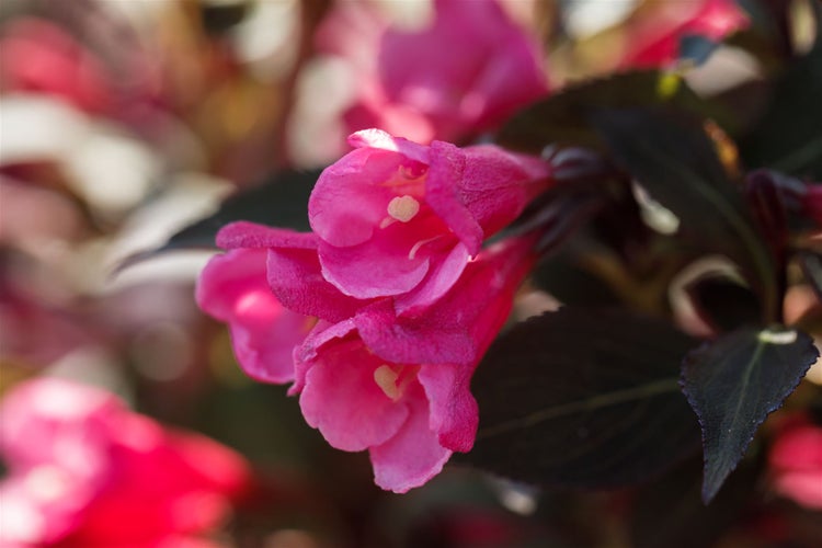 Weigela florida 'Victoria', Weigelie, rotblühend, 40–60 cm