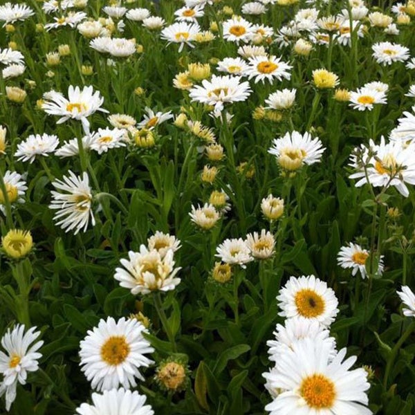 Feld mit Margeritenblüten