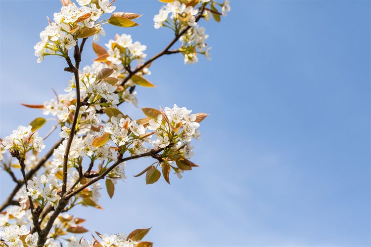 Pyrus pyrifolia 'Kumoi', Nashi-Birne, 150–200 cm, saftig-süß