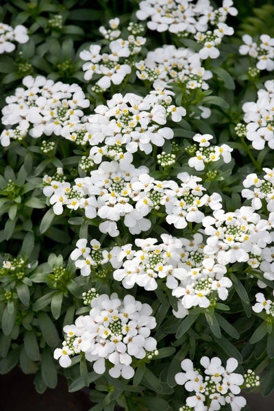 Iberis sempervirens 'Masterpiece', Schleifenblume, weiß, ca. 9x9 cm Topf