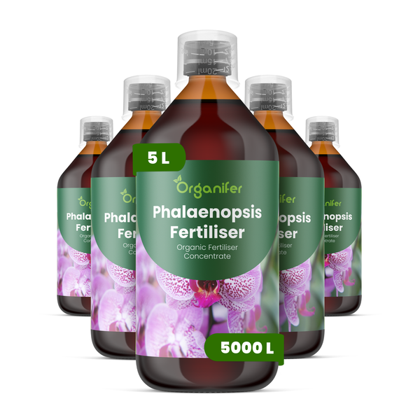 Organifer Phalaenopsis Orchideendünger Konzentrat in fünf Flaschen zu je fünf Litern, ausreichend für fünftausend Liter Gießwasser.