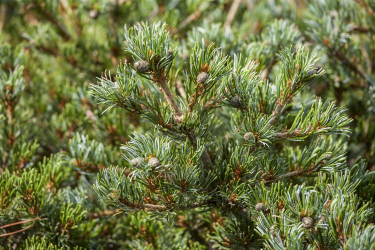 Pinus parviflora 'Hagoromo', Japanische Kiefer, 20–25 cm