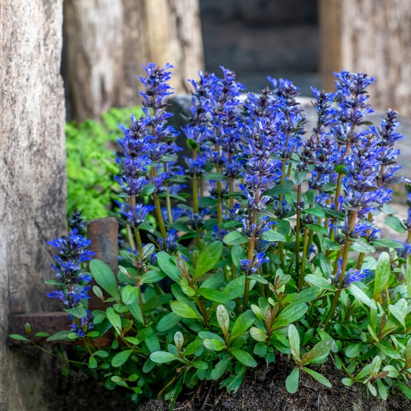 Kriechender Günsel Ajuga reptans mit blauen Blütenständen und grünen Blättern im Garten.