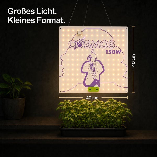 Quadratisches LED-Pflanzenlicht COSMOS 150 Watt, Maße 40 mal 40 Zentimeter, hängend über Basilikumpflanzen in einer Anzuchtschale.