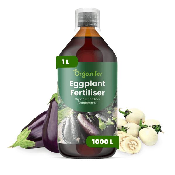 Eine Flasche Organifer Auberginendünger, organisches Konzentrat, Inhalt ein Liter für eintausend Liter Gießwasser.