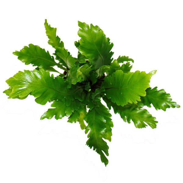 Asplenium nidus Campio - besondere Farn-Sorten fürs Zimmer - Nestfarn - 12cm Topf - ca. 25cm hoch