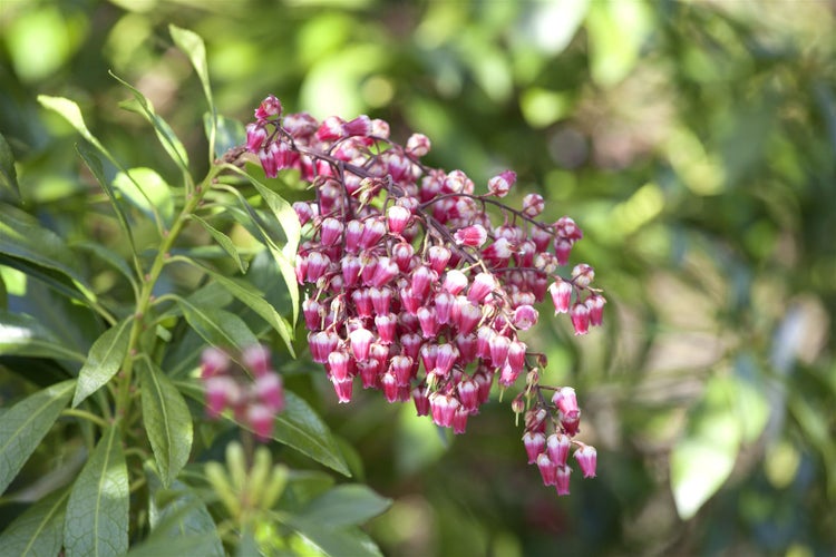 Pieris japonica, Japanische Lavendelheide, 30–40 cm