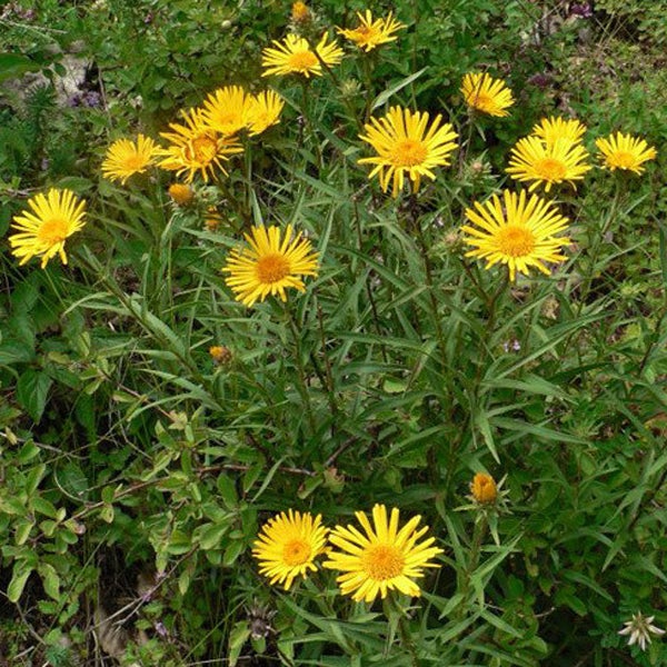 Gruppe von Echten Alanten im Garten