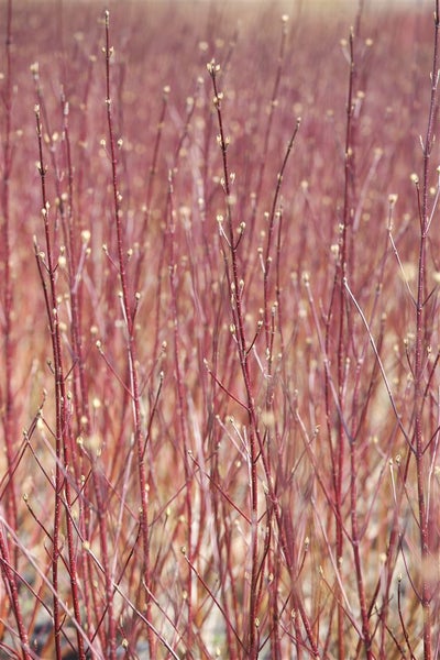 Cornus alba 'Sibirica', Hartriegel, leuchtend rot, 60–100 cm