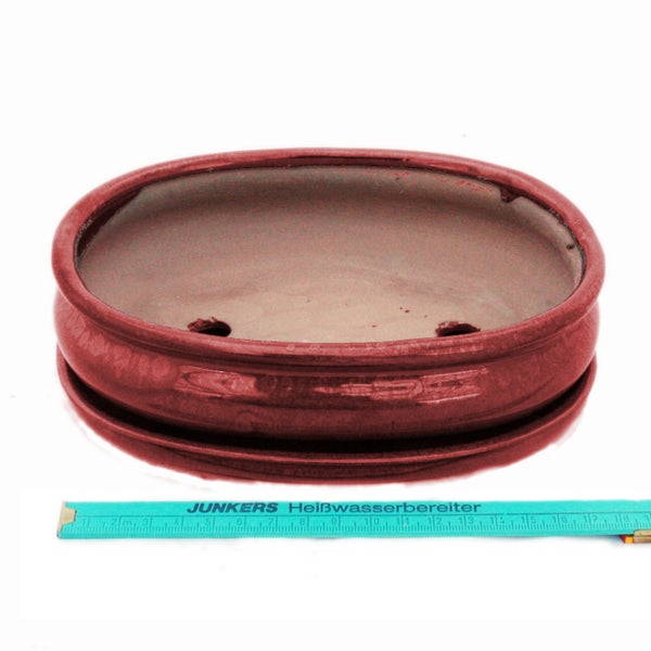 Terrarium mit fleischfressenden Pflanzen in durchsichtigem Behälter