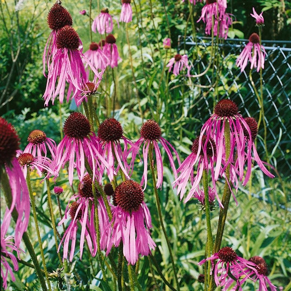 Echinacea pallida, blassrosa, ca. 9x9 cm Topf