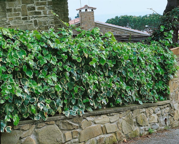 Hedera algeriensis 'Gloire de Marengo', Efeu, grün-weiß, 60–100 cm