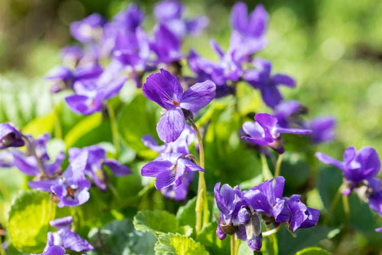 Viola odorata 'Königin Charlotte', Duftveilchen, violett, ca. 9x9 cm Topf