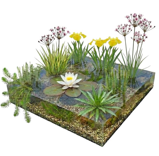 Miniteich-Set im transparenten Behälter mit Wasserpflanzen wie Seerose, Sumpf-Schwertlilien, Schwanenblume und Krebsschere.