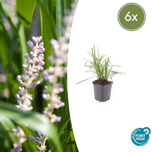 Sechser Set Lilientraube Liriope muscari im Topf mit grünen Blättern und violetten Blütenständen. Planet Proof zertifiziert.