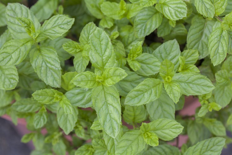 Mentha spicata, Grüne Minze, aromatisch, ca. 9x9 cm Topf