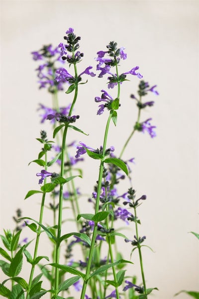 Nahaufnahme von blühenden Nepeta-Pflanzen mit lila Blüten und grünen Blättern