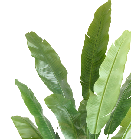 Kunstpflanze Strelitzia Nicolai Deluxe 200 cm