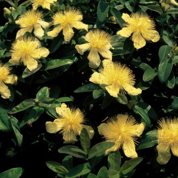 Johanniskraut Hypericum mit gelben Blüten und grünen Blättern