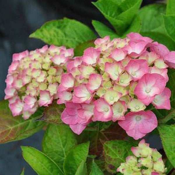 Nahaufnahme einer pinkfarbenen Hortensie im Garten.