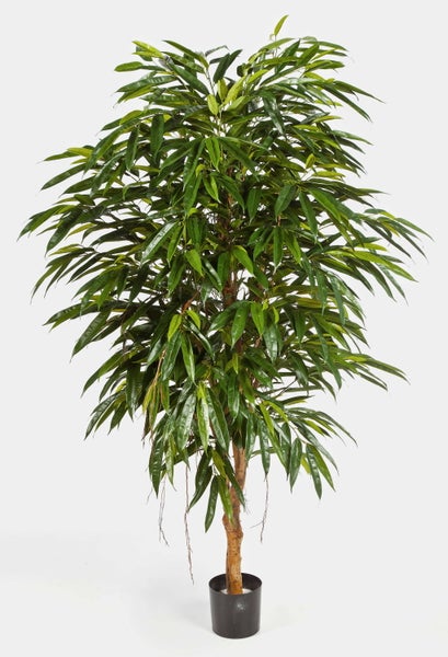Nahaufnahme von Alocasia Blättern mit markanten weißen Adern und gewelltem Rand.