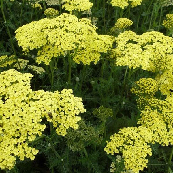 Schafgarbe mit gelben Blüten