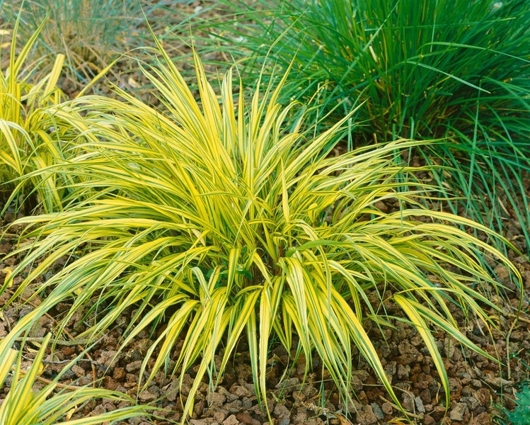Hakonechloa macra 'Aureola', Japanisches Berggras, gelb-grün, ca. 9x9 cm Topf