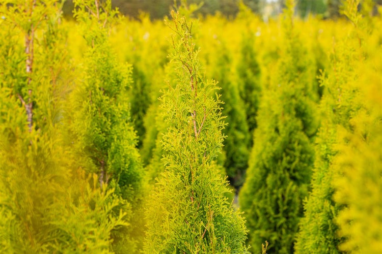 Reihe von Thuja-Pflanzen im Garten