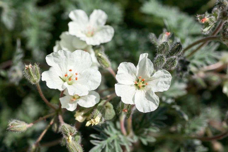 Erodium chrysanthum, gelb, ca. 9x9 cm Topf