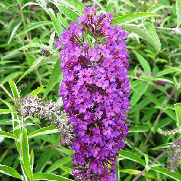 Nahaufnahme einer lila Schmetterlingsflieder Blüte.