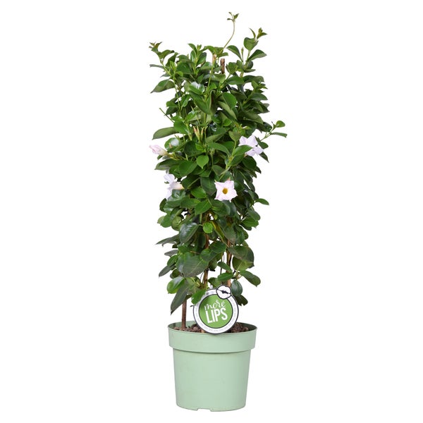 Mandevilla Sundaville – Chilenischer Jasmin – Schlingpflanze – Weiß – ⌀19 cm – ↕65-75 cm
