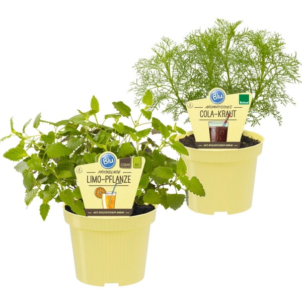Limonadenkräuter-Duo 1x Cola-Kraut + 1x Limonadenkraut in BIO-Qualität Kräuterpflanzen im 12cm Topf