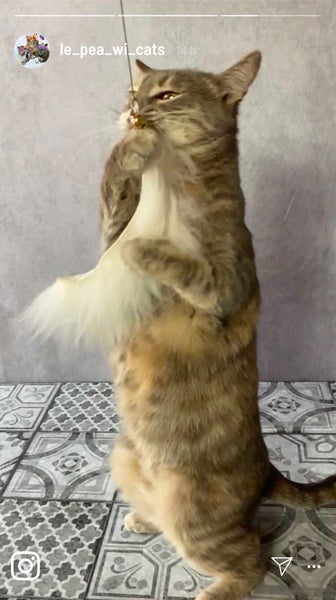 Premium Spielangel für Katzen mit echtem Schaffell. Extra langer Holzgriff mit langem Baumwollband. Von Hand und mit Liebe in Deutschland gefertigt