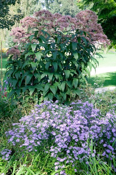 Eupatorium fistulosum 'Riesenschirm', Purpurwasserdost, ca. 9x9 cm Topf
