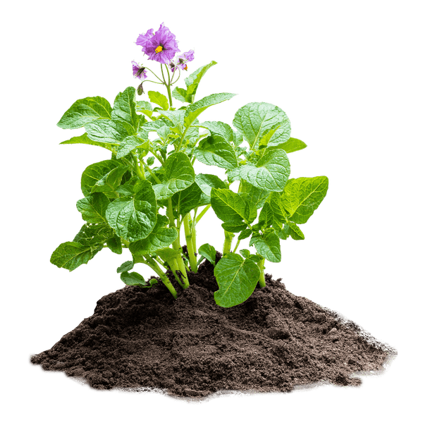 Blühende Kartoffelpflanze mit grünen Blättern und violetten Blüten in dunkler Erde.