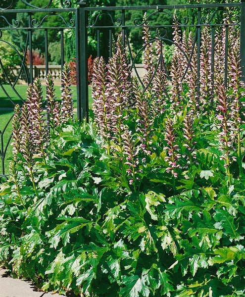 Acanthus hungaricus, Bärenklau, ca. 9x9 cm Topf, dekorativ