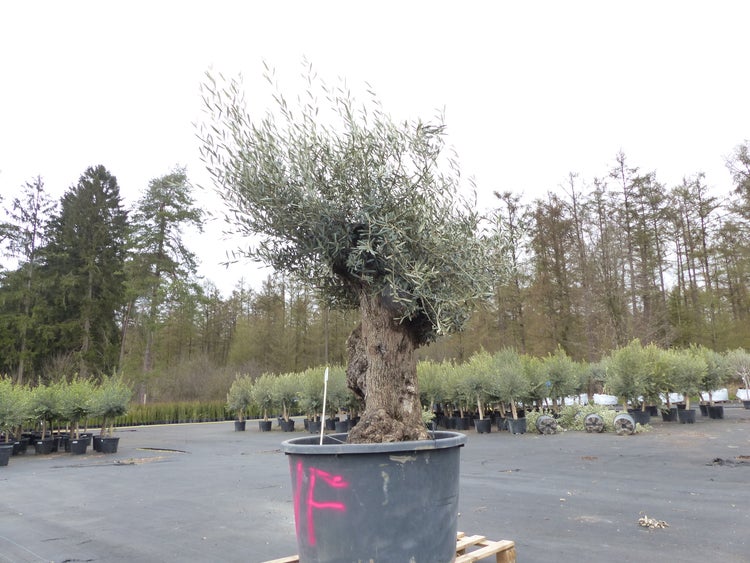 genau diesen Baum Nr. 5/F, 250 cm, Olivenbaum, knorrige alte urige Olive winterhart