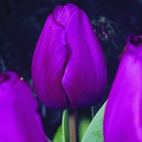 Nahaufnahme einer lila Tulpe