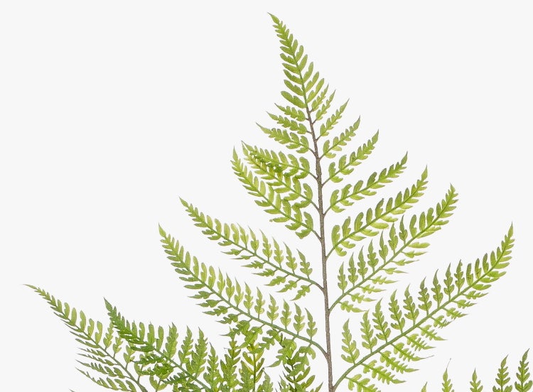 Grünes Farnblatt mit detailreichen, gefiederten Wedeln.